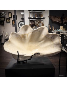 Bénitier fossile (Tridacna...