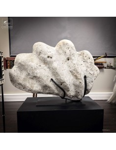 Bénitier fossile (Tridacna... 2