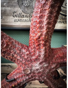 Étoile de mer rouge à 5... 2