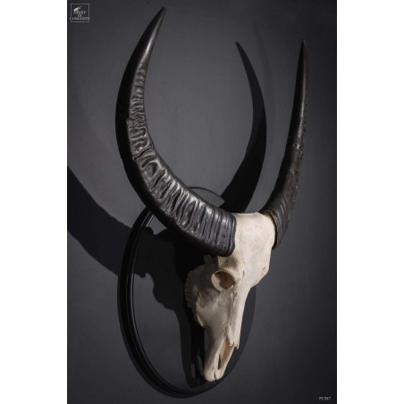 Laos swamp buffalo