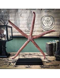 Étoile de mer rouge à 5...