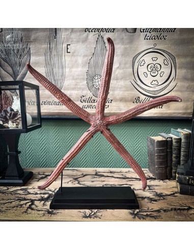 Étoile de mer rouge à 5 branches...