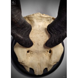 Eland trophy 2
