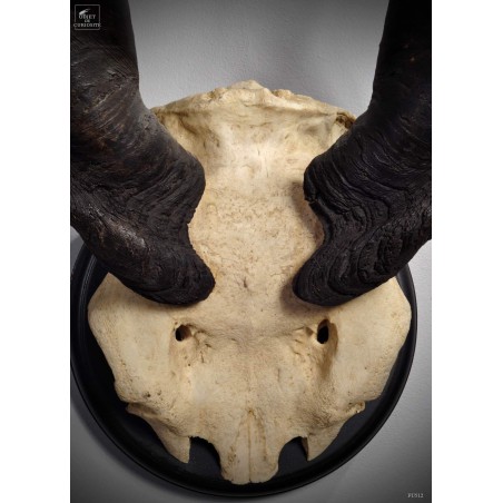 Eland trophy
