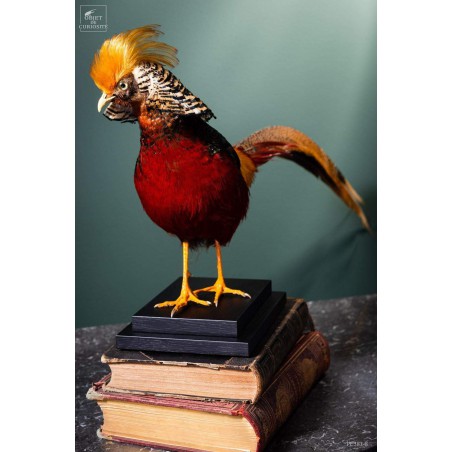 Golden pheasant on black stand