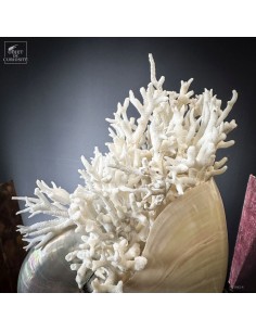 Mother of pearl NAUTILUS... 2