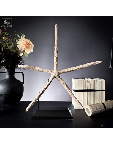 Etoile de mer 5 branches LINCKIA...