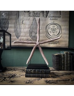 Etoile de mer Linckia rose