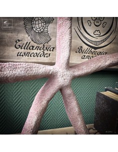 Etoile de mer Linckia rose 2