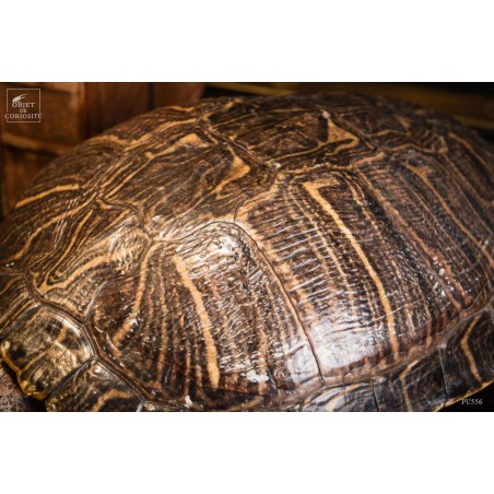 Taxidermy of red ear slider turtle