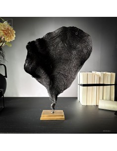 Purple fan sponge IANTHELLA...