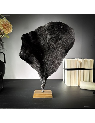 Purple fan sponge IANTHELLA BASTA