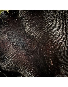 Purple fan sponge IANTHELLA... 2