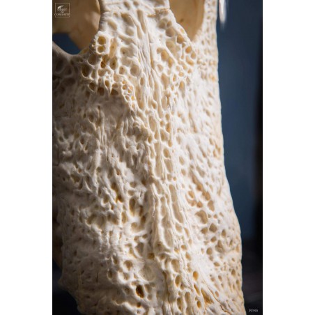 Skull of crocodile under glass