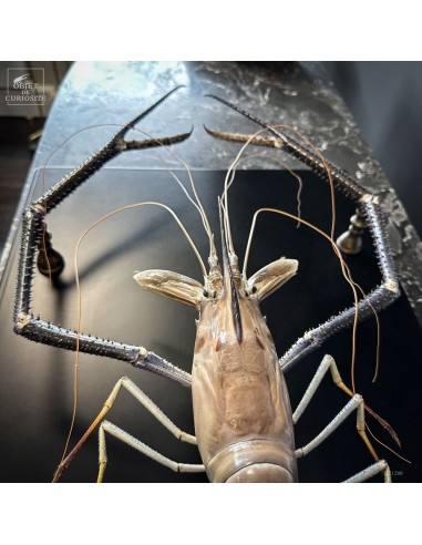 Naturalized Laos crayfish...