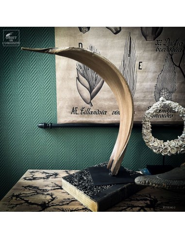 Feuille “cobra” de BACTRIS GASIPAES