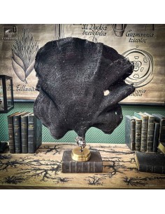 Purple fan sponge...