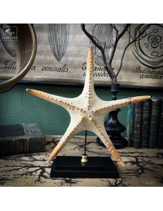 Étoile de mer PENTACERASTER...