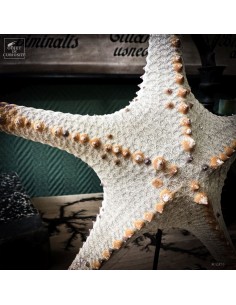 Étoile de mer PENTACERASTER... 2