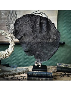 Purple fan sponge IANTHELLA...