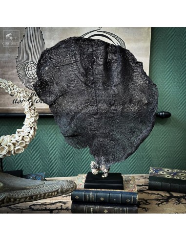 Purple fan sponge IANTHELLA BASTA