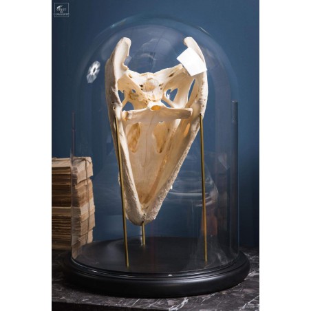 Skull of crocodile under glass