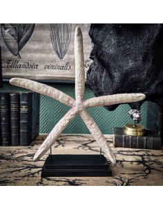 Etoile de mer Linckia rose