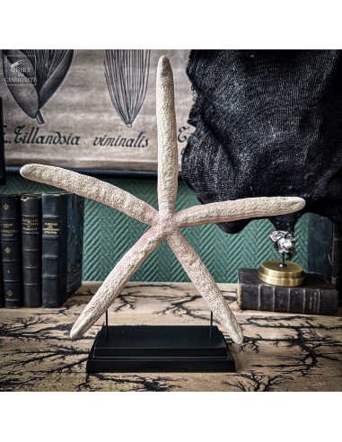 Etoile de mer Linckia rose