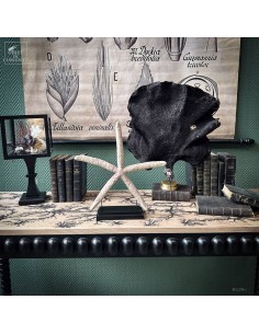 Etoile de mer Linckia rose 2