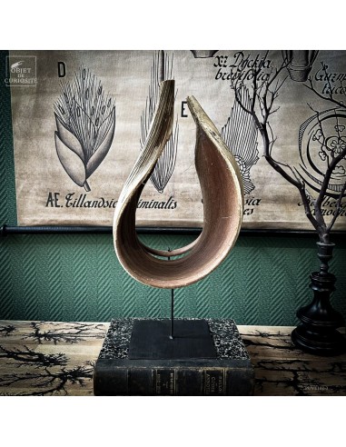 Feuille enroulée de BACTRIS GASIPAES