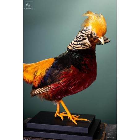 Golden pheasant on black stand