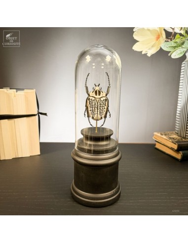 Goliathus under mini glass dome