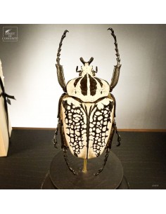 Goliathus under mini glass... 2