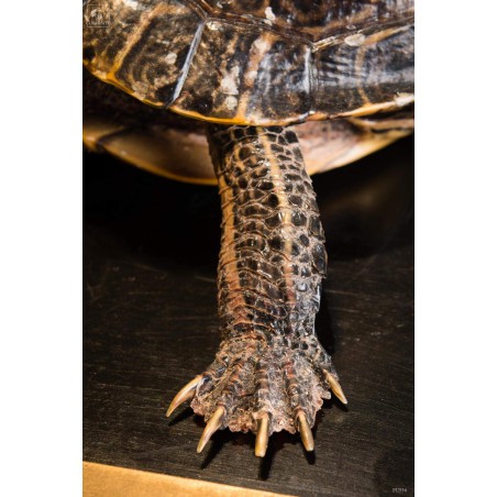 Taxidermy of red ear slider turtle