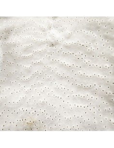 white coral -TURBINARIA R. - 2