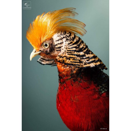 Golden pheasant on black stand