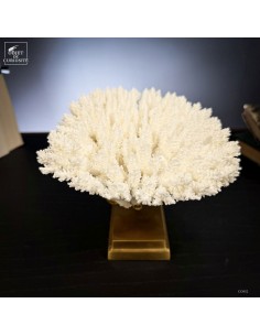 White coral  ACROPORA...