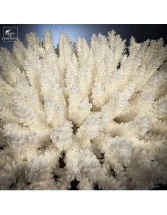 White coral  ACROPORA... 2