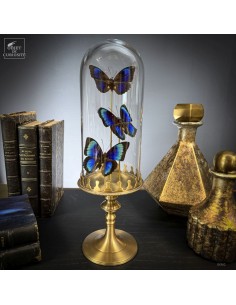 3 papillons bleus AGRIAS BEATA