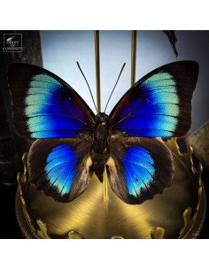 3 papillons bleus AGRIAS BEATA 2