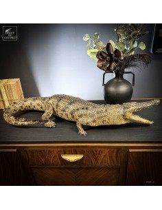 Naturalized crocodile 140cm
