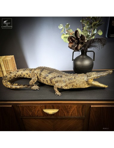 Naturalized crocodile 140cm