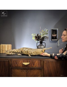 Naturalized crocodile 140cm 2