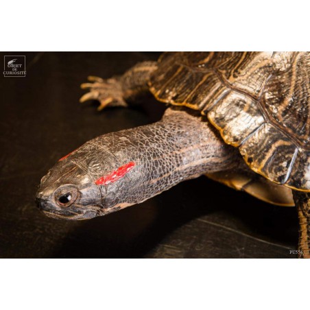 Taxidermy of red ear slider turtle