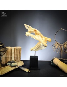 Mako skull on square stand