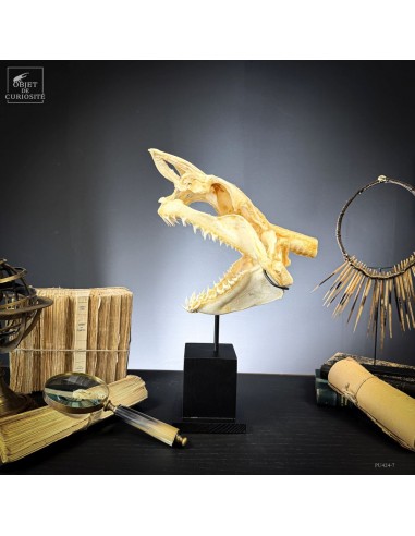 Crâne complet de requin Mako  Sur...