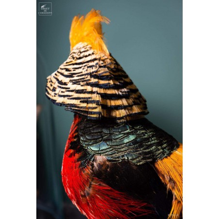 Golden pheasant on black stand