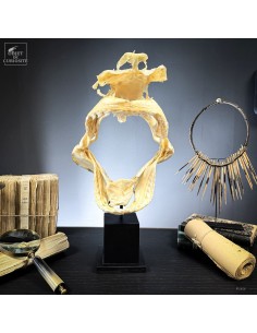 Lemon shark -Negaprion...