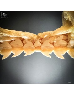 Lemon shark -Negaprion... 2