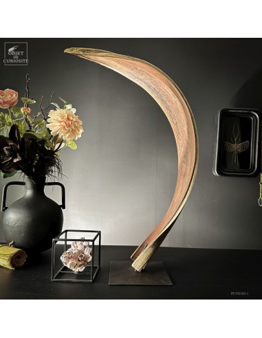 Cobra leaf of BACTRIS GASIPAES